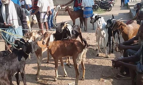 ரம்ஜான் பண்டிகை எதிரொலி: திருத்துறைபூண்டி சந்தையில் ரூ.25 லட்சத்துக்கு ஆடுகள் விற்பனை