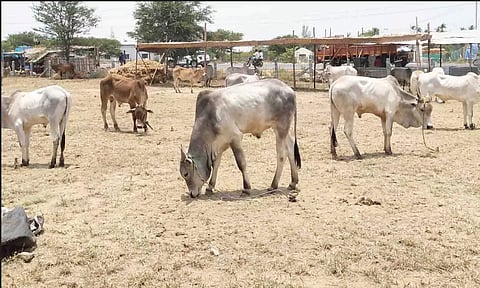 விற்பனைக்கு வந்துள்ள மாடுகள். 