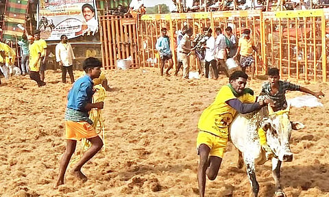 திருமங்கலம் அருகே ஜல்லிக்கட்டு- சீறிப்பாய்ந்த காளைகளை போட்டிபோட்டு அடக்கிய வீரர்கள்