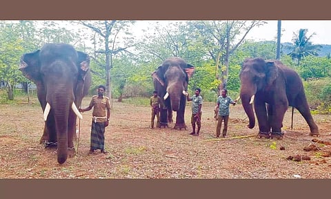 சரளபதி பகுதியில் நிறுத்தி வைக்கப்பட்டுள்ள 3 கும்கி யானைகளை படத்தில் காணலாம். 