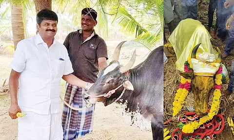 கருப்பு கொம்பன் காளையுடன் டாக்டர் விஜயபாஸ்கர் இருப்பதையும், சிகிச்சை பலனின்றி இறந்த காளையையும் படத்தில் காணலாம்.