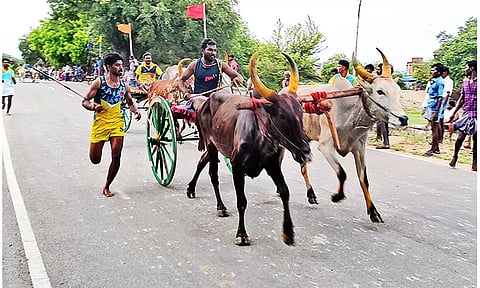 மாட்டுவண்டி பந்தயம் நடைபெற்றபோது எடுத்த படம்.