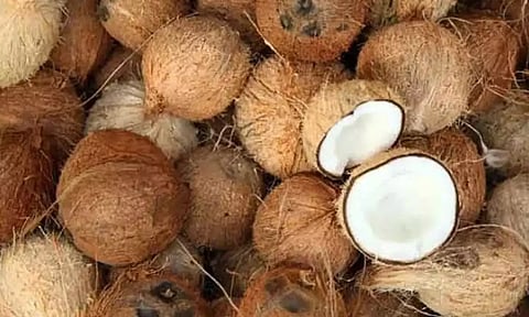 ரூ.20 ஆயிரத்துக்கு தேங்காய் ஏலம்