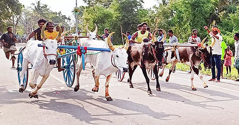 போட்டியில் பங்கேற்ற மாட்டு வண்டிகள் இலக்கை நோக்கி பாய்ந்து வந்த காட்சி.