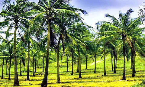 கோப்புபடம்.