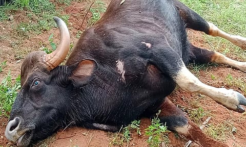 பலியான காட்டெருமை.