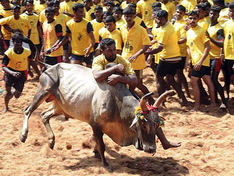திருமானூர் அருகே ஜல்லிகட்டு போட்டி