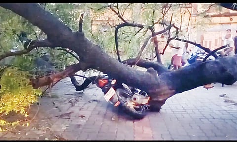 பைக் மீது முறிந்து விழுந்த ராட்சத மரம். 