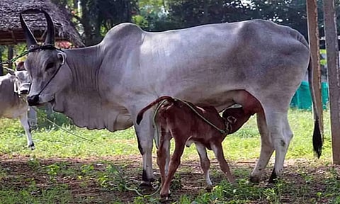 கோப்புபடம்.