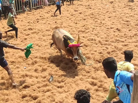 திருச்சி ஈச்சம்பட்டியில் ஜல்லிக்கட்டு