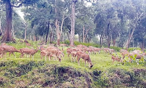 முதுமலை அடர் வனப்பகுதியை சுற்றி பார்த்த பழங்குடியின மாணவர்கள்