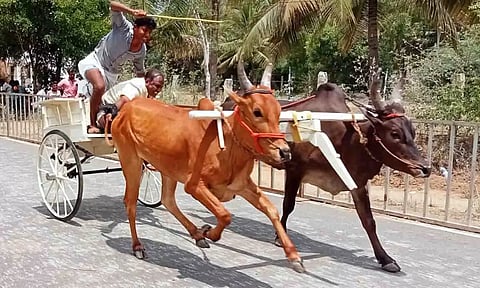 போட்டியில் மாடுகள் இலக்கை நோக்கி சீறி பாய்ந்த காட்சி. 