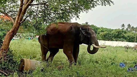 அரிசி கொம்பன் யானையை பிடிக்க கேரளக்குழு உதவியை நாடும் வனத்துறையினர்