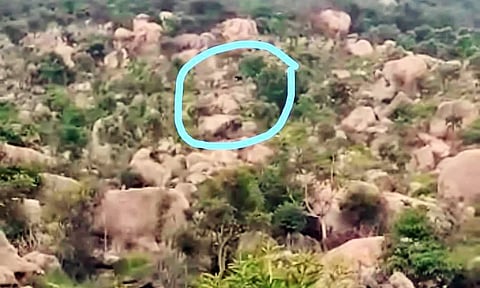 ஏலகிரி மலையில் கரடி நடமாட்டம்