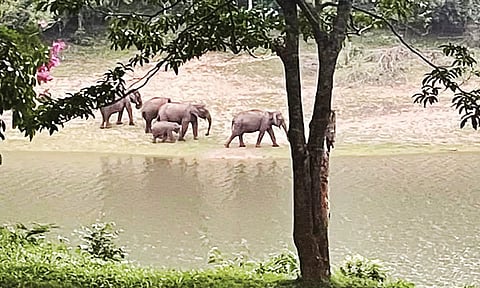 தேக்கடி ஏரியில் உலாவரும் யானைகள்.