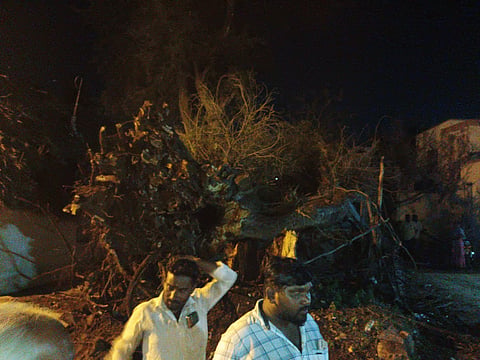 புளியமரம் வேரோடு சாய்ந்து கிடப்பதை படத்தில் காணலாம்.