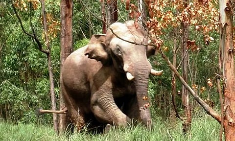 கொச்சியில் அரிசிக்கொம்பன் யானையை மீண்டும் கேரளாவில் விடக்கோரி யாகம்-பேரணி