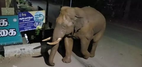 மேட்டுப்பாளையத்தில் சுற்றும் பாகுபலி யானைக்கு தொல்லை கொடுத்தால் நடவடிக்கை-வனத்துறை எச்சரிக்கை