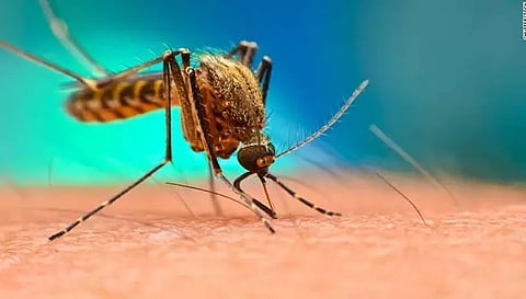 ஒரே தவணை செலுத்தினால் போதும்- சிக்குன்குனியாவுக்கு பாதுகாப்பான தடுப்பூசி கண்டுபிடிப்பு