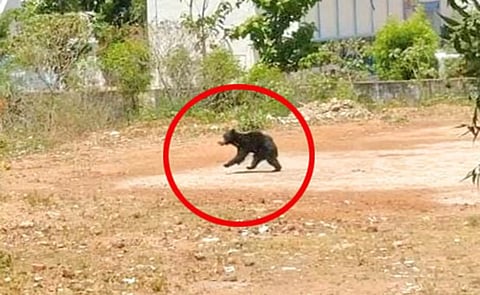 நாங்குநேரியில் ஊருக்குள் புகுந்த கரடியை பிடிக்க 4-வது நாளாக வனத்துறையினர் கண்காணிப்பு