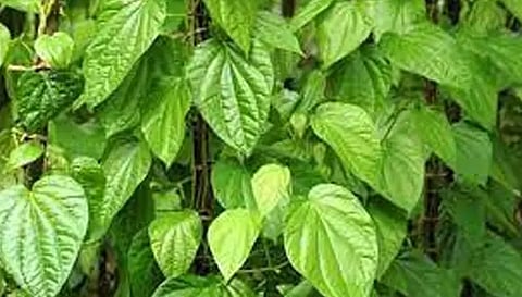 பரமத்திவேலூரில் வெற்றிலை விலை வீழ்ச்சியால் விவசாயிகள் கவலை