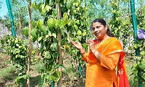 புதிய மிளகு ரக செடியுடன் பெண் வேளாண் விஞ்ஞானி லட்சுமி. 