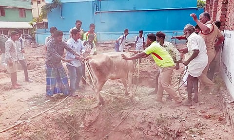 பள்ளத்தில் விழுந்த பசுமாடு பத்திரமாக மீட்கப்பட்டது.