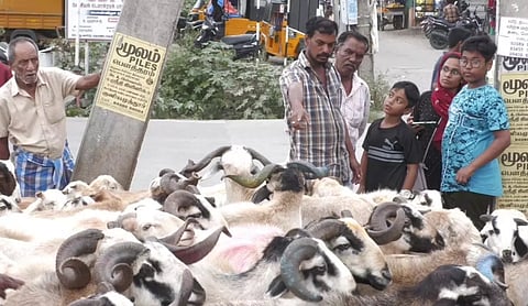 பக்ரீத் பண்டிகை- கோவையில் ஆடுகள் விற்பனை சூடுபிடித்தது