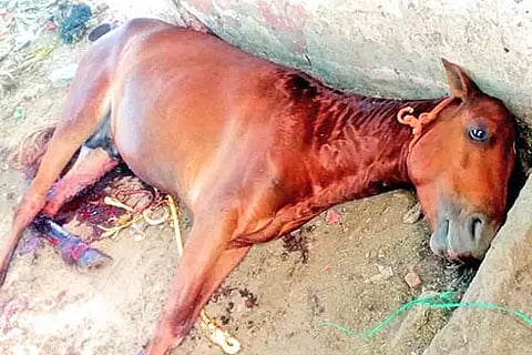 இறந்து கிடக்கும் குதிரையை படத்தில் காணலாம். 