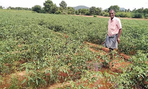 தக்காளி தோட்டத்தை காவல்காக்கும் விவசாயி.