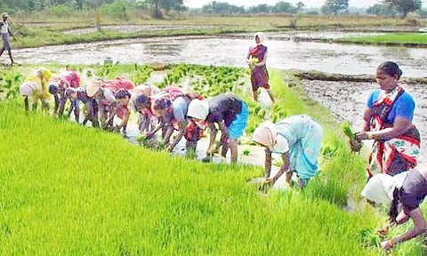 குறுவை தொகுப்பு திட்டத்துக்கு உழவன் செயலி மூலம் 2800 பேர் பதிவு