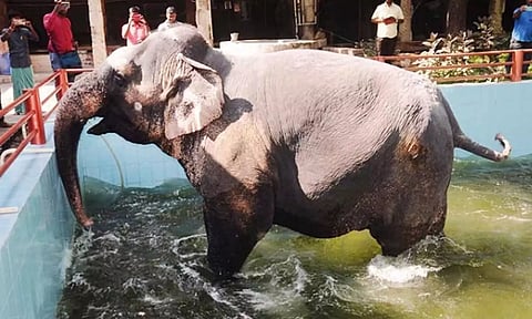 மீனாட்சி அம்மன் கோவில் யானை நன்றாக பராமரிக்கப்பட்டு வருகிறது- ரங்கராஜன் நரசிம்மனுக்கு அமைச்சர் பதிலடி