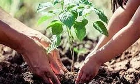 கருணாநிதி நூற்றாண்டு விழாவை முன்னிட்டு தேவரியம்பாக்கம் கிராமத்தில் நடப்பட்ட 400 மரக்கன்றுகள்