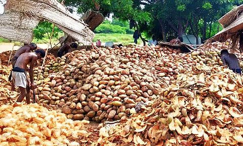 விலை வீழ்ச்சியால் தேங்காய் விவசாயிகள் கவலை
