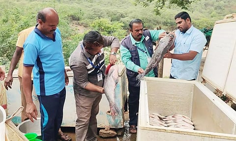 ஒகேனக்கல் மீன் விற்பனை கூடங்களில் உணவு பாதுகாப்பு துறை மற்றும் மீன் வளத்துறை ஆய்வாளர் ஆய்வு செய்த காட்சி.