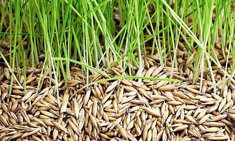 மானிய விலையில் விதை நெல் விநியோகம்