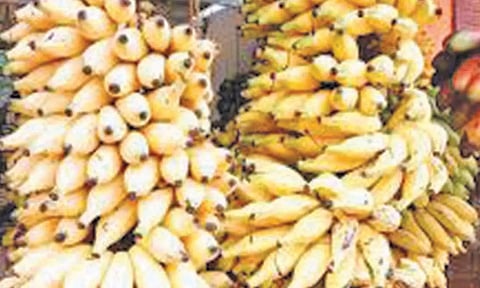 மருத்துவ குணங்கள் நிறைந்த குமரி மாவட்ட மட்டி வாழைப்பழம்- புவிசார் குறியீடு வழங்கியதால் மக்கள் மகிழ்ச்சி