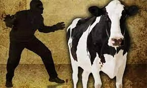 நள்ளிரவில் மாடு திருடி சென்ற கும்பல்