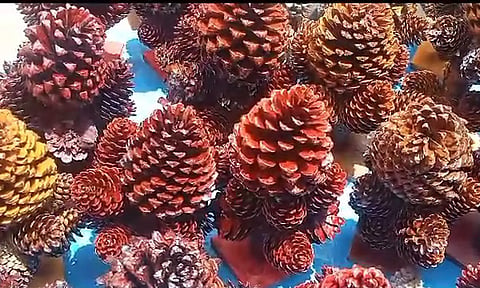 ஊட்டியில் பைன் மரக்காய்களை கொண்டு அலங்கார பொருட்கள்