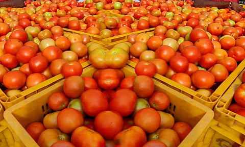 Tomato