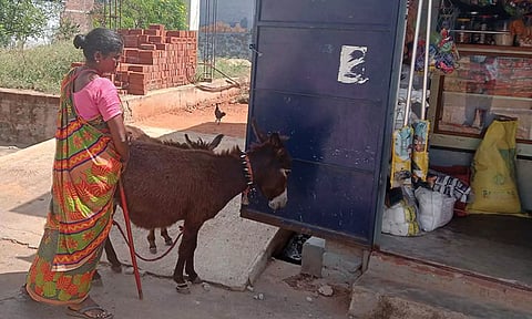 பால் விற்பனைக்காக கழுதைகளை அழைத்து செல்லும் பெண். 