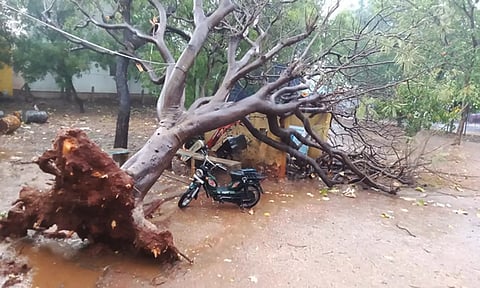 சூறாவளிக்காற்றுக்கு வேரோடு முறிந்து விழுந்த மரம்.