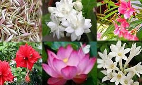 பூஜைக்கு உகந்த மலர்கள்