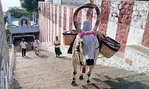 பழைய காளை மாட்டுடன் புதிய காளை மாட்டிற்கு பயிற்சி கொடுத்தனர்.