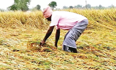டெல்டா மாவட்டங்களில் தண்ணீரின்றி கருகும் குறுவை பயிர்களுக்கு இழப்பீடு கேட்டு விவசாயிகள் ஆர்ப்பாட்டம்