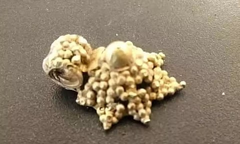 விஜயகரிசல்குளம் அகழாய்வில் தங்கத்தாலி கண்டெடுப்பு