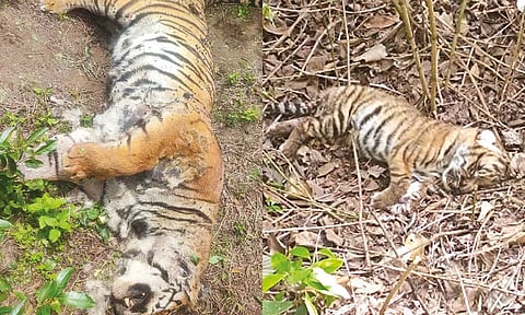 முதுமலை வனப்பகுதியில் செத்து கிடந்த 3 புலிகள்