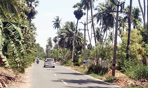 பட்டுப்போன தென்னை மரம்.