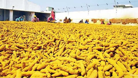 ரூ.1.50 கோடிக்கு மஞ்சள் ஏலம்