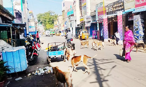 சாலைகளில் சுற்றித்திரியும் தெருநாய்கள்.